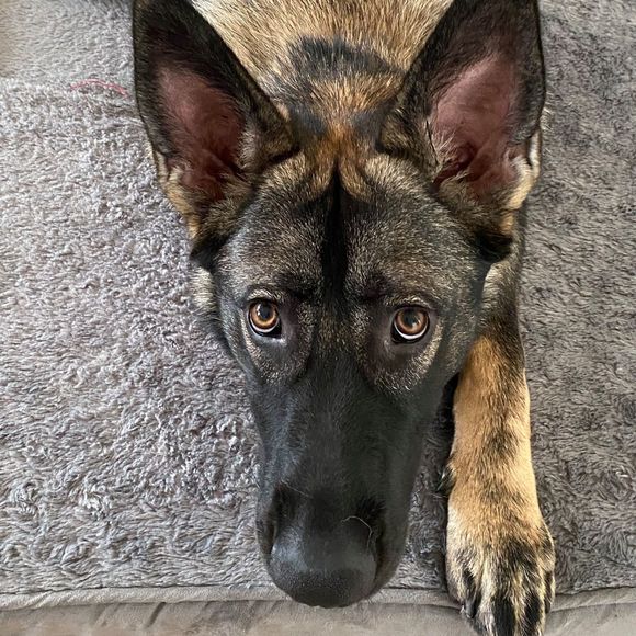 Meet your Posher, Mona - Picture 1 of 1